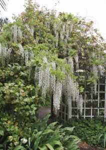 The-wisteria-and-banksia-were-magnificent-this-spring
