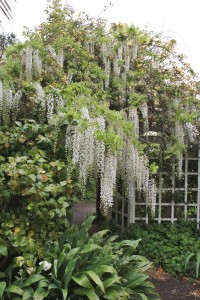 The-wisteria-and-banksia-were-magnificent-this-spring